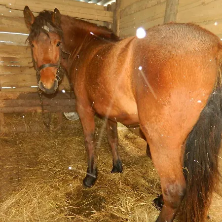 Pidkova чан сауна приймаємо групи до 70людей Guest house Pystan